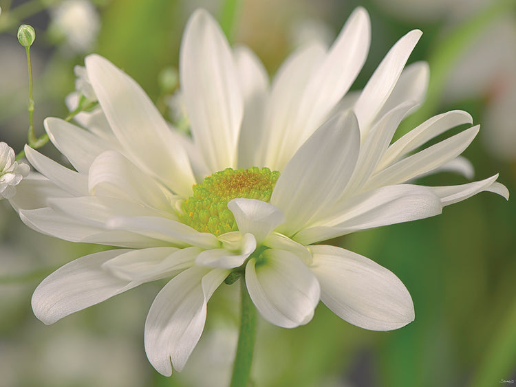White Flower Photography # 2