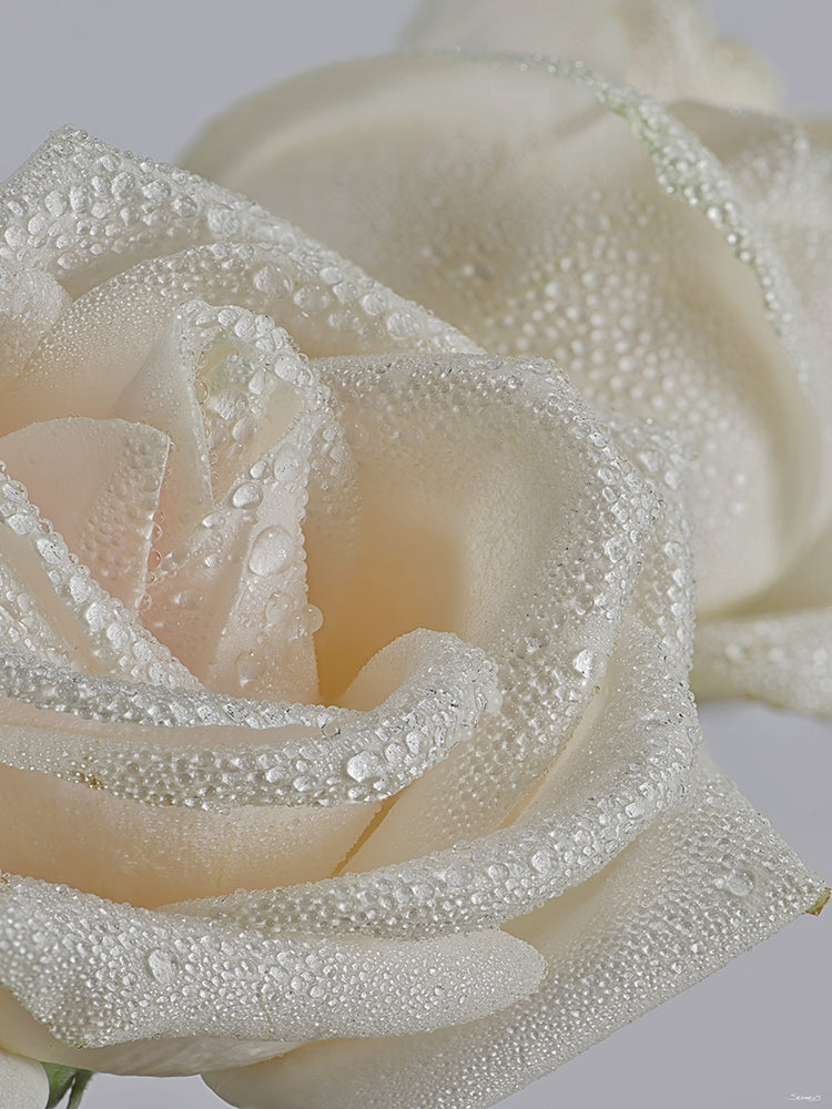 White Rose