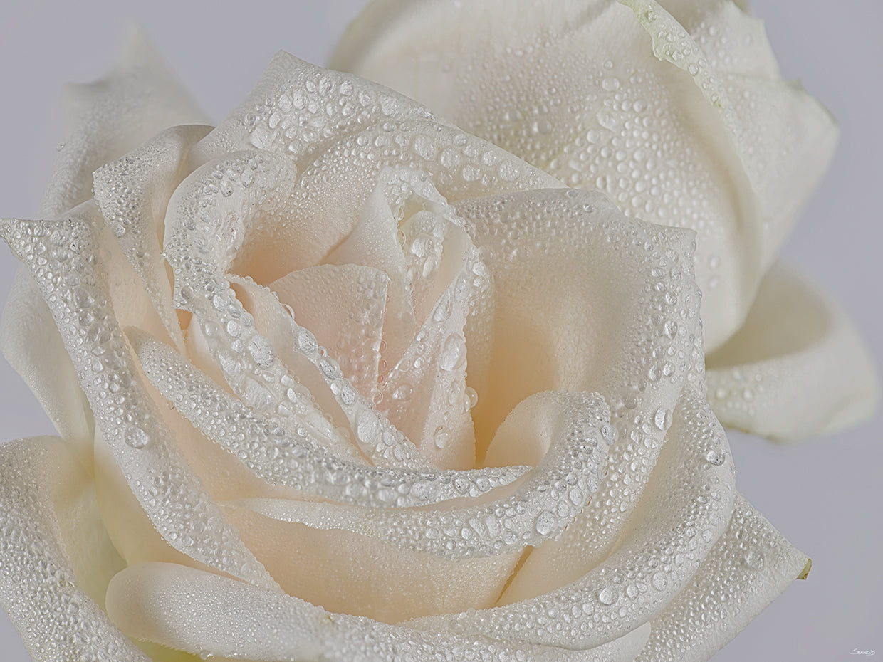 Raindrops on White Rose