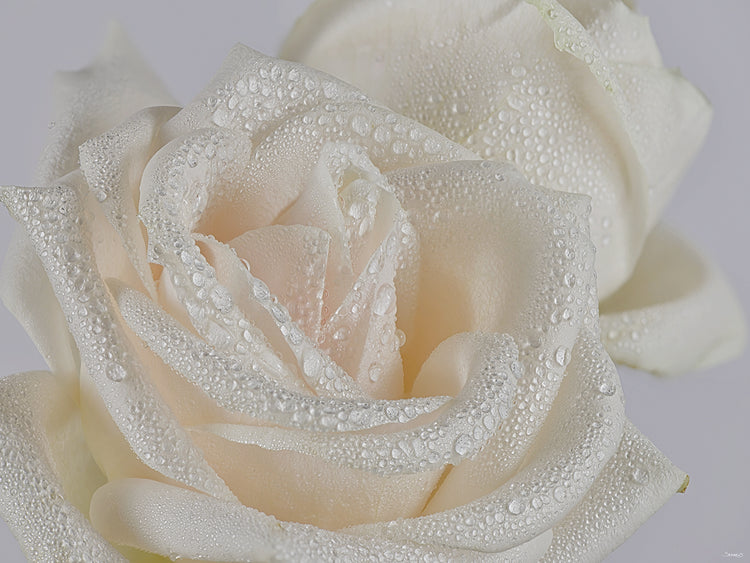 Raindrops on White Rose