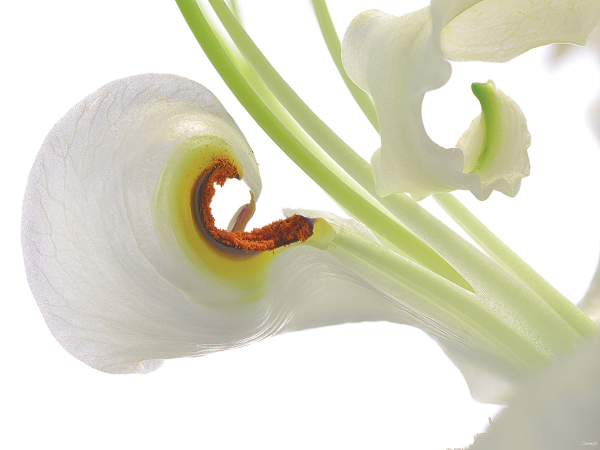 Oriental Lily