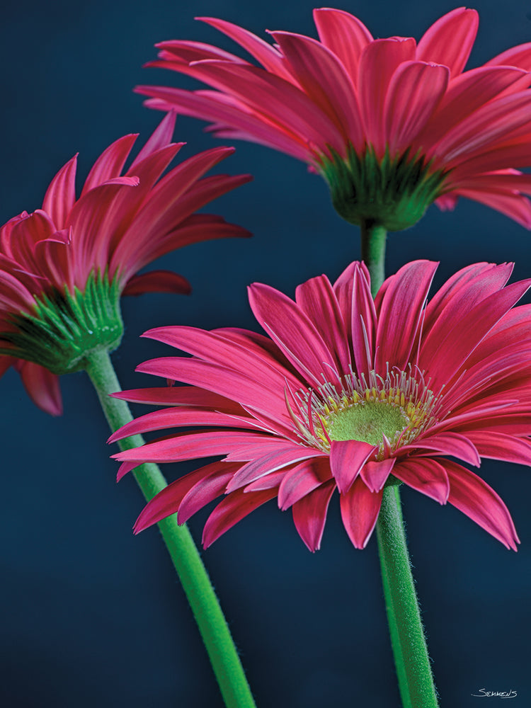 Gerbera Daisy -2