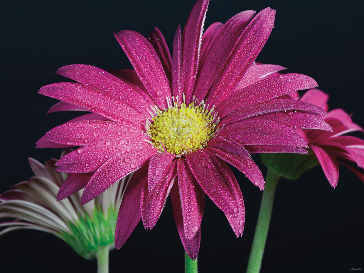 Gerbera Daisy # 2
