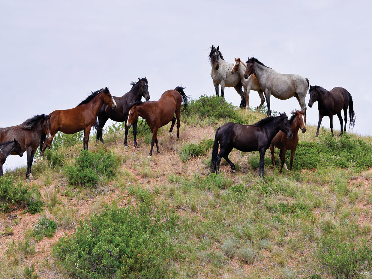 Mustangs of the Badlands # 1