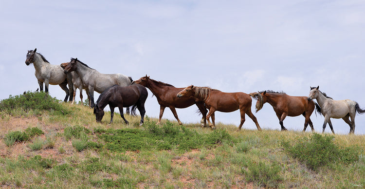 Mustangs of the Badlands # 6