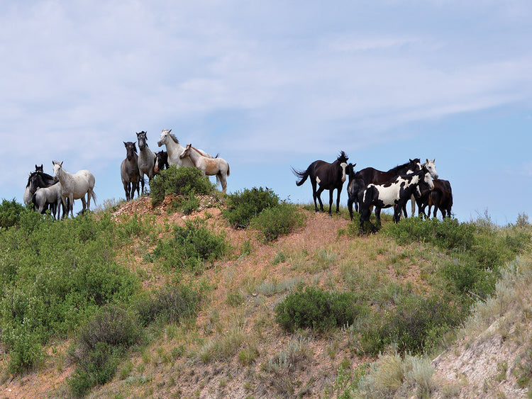 Mustangs of the Badlands # 2
