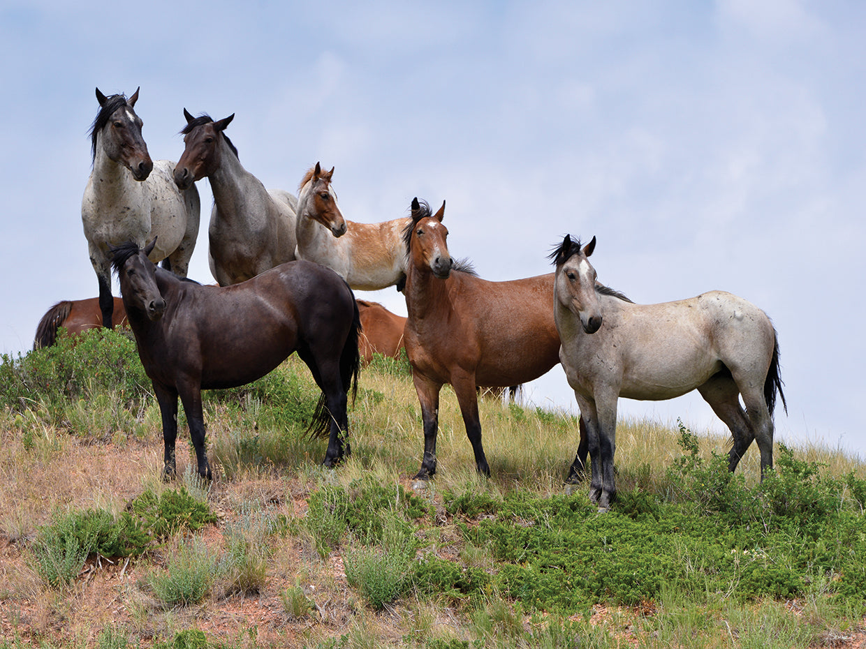 Mustangs of the Badlands # 3