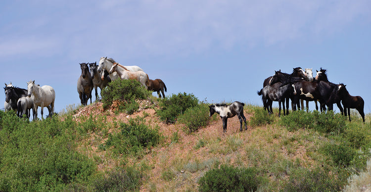 Mustangs of the Badlands # 7