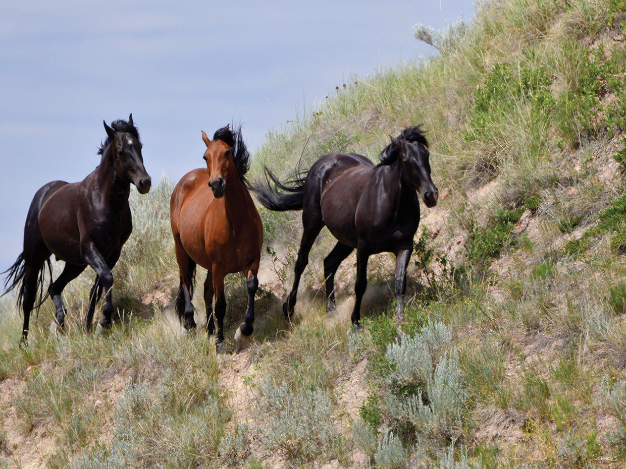 Mustangs of the Badlands # 4