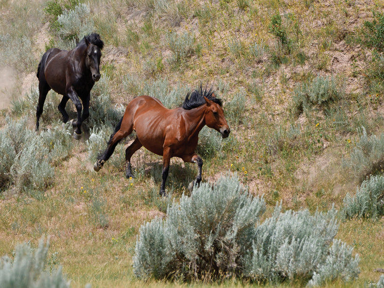 Mustangs of the Badlands # 5