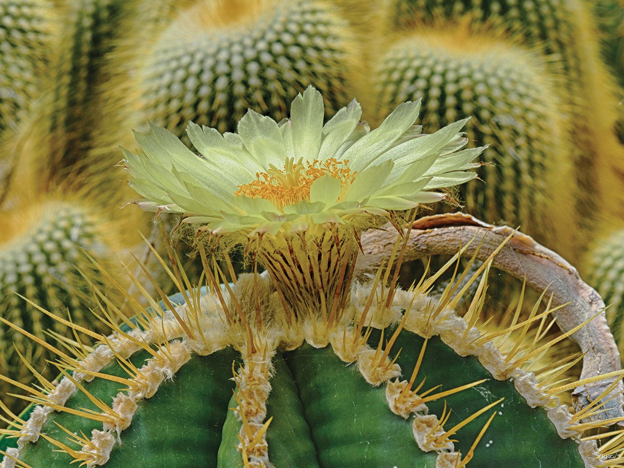 Cactus Flowers # 1