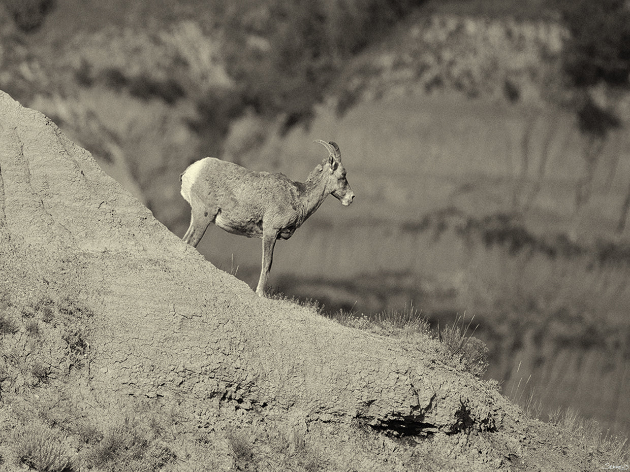 Badlands B&W # 2