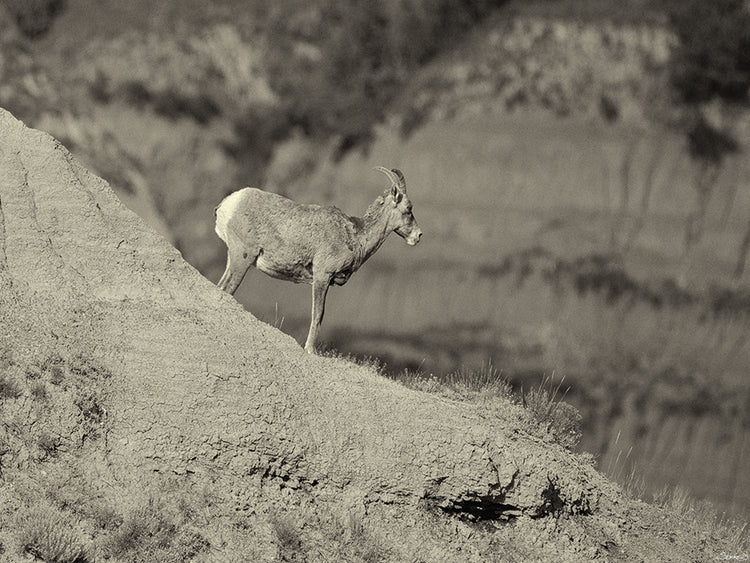 Badlands B&W # 2