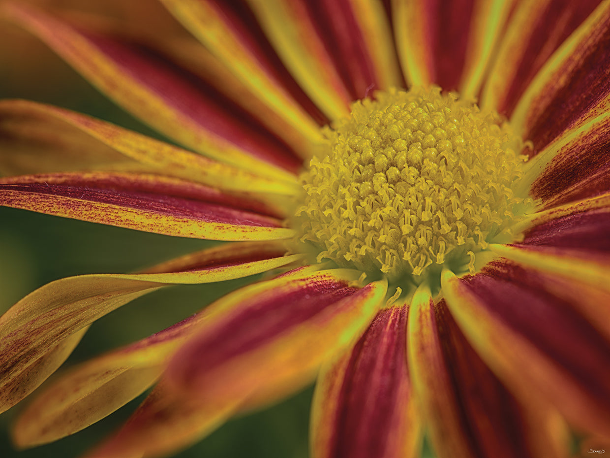 Red and Yellow Flower Close Up # 2