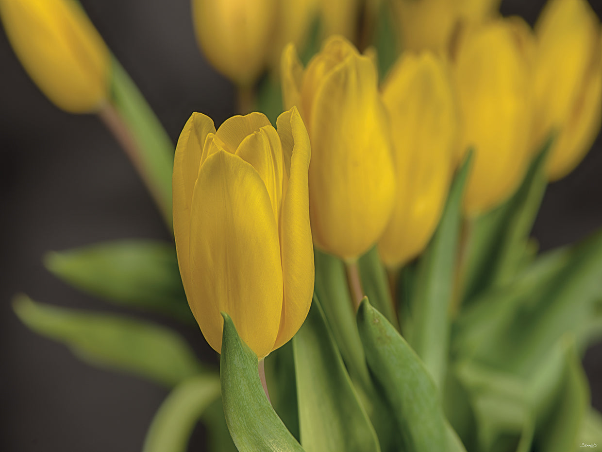 Yellow Tulips