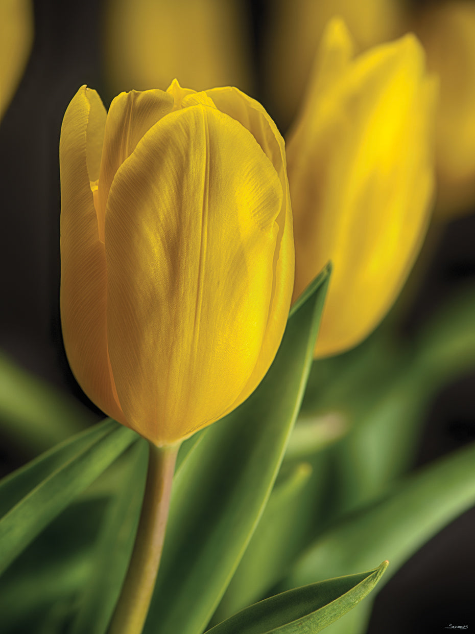 Yellow Tulips # 35
