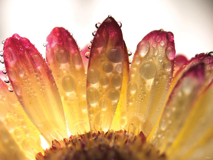 Raindrops at Yellow Petals