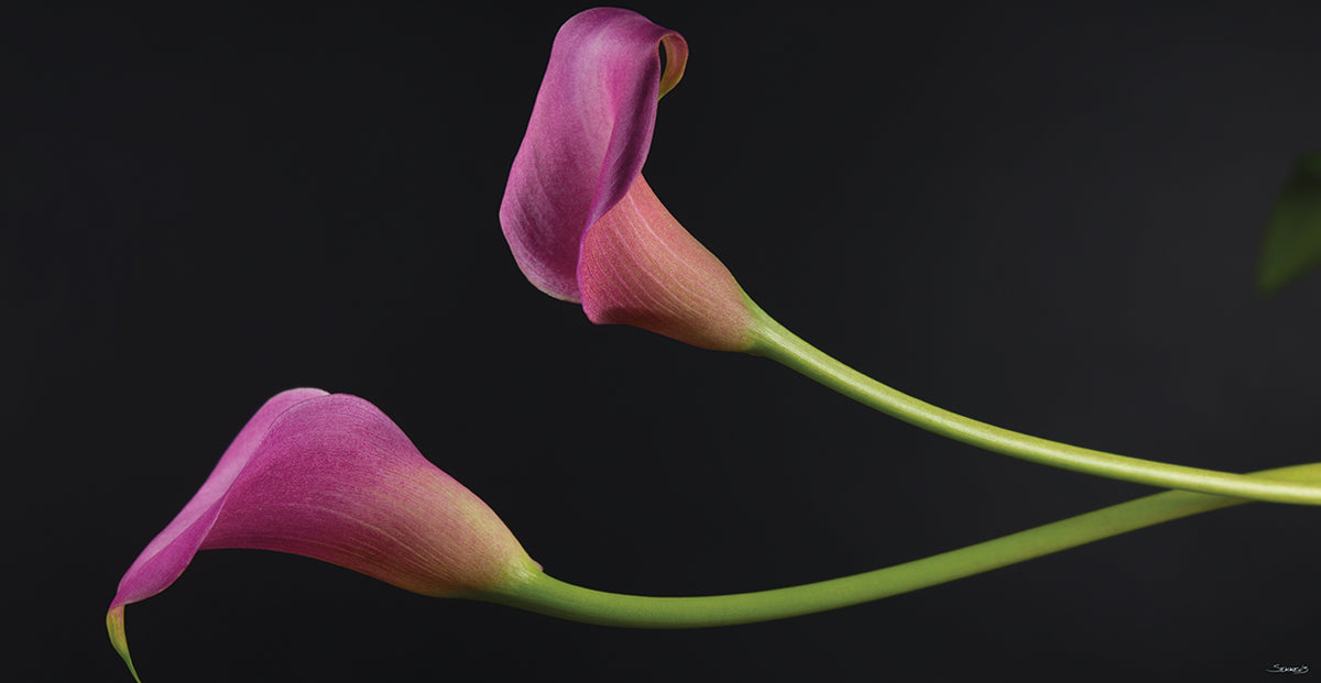 Purple Calla Flower # 2