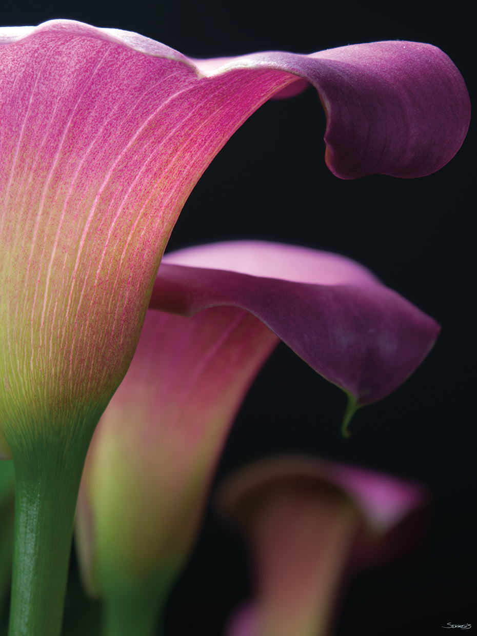 Three Purple Flowers