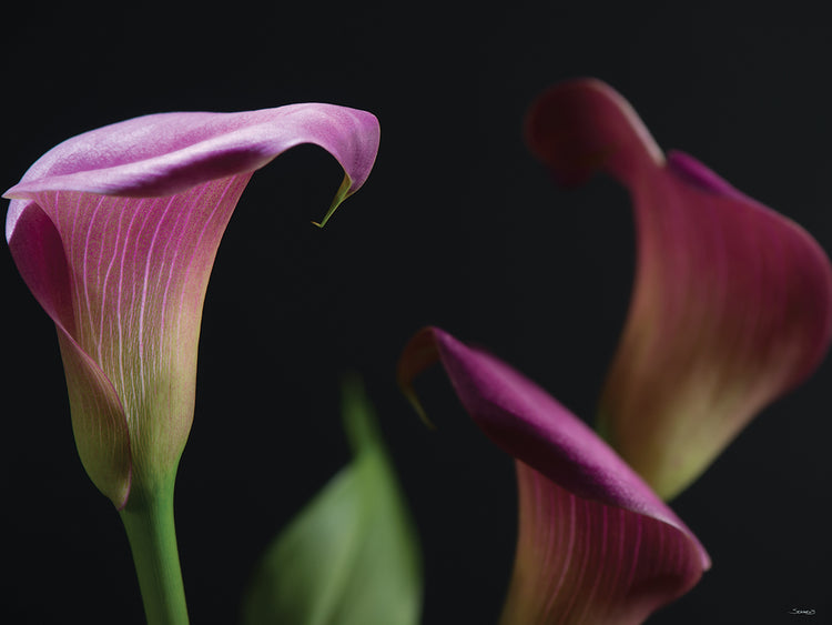 Purple Calla Flower