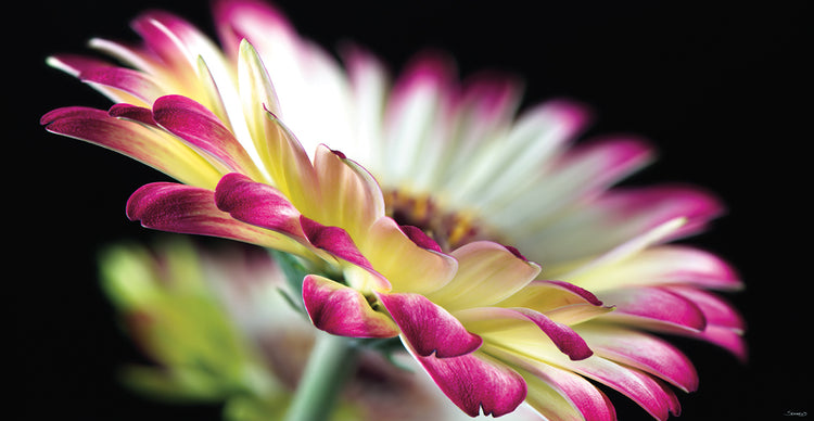 White and Purple Gerbera