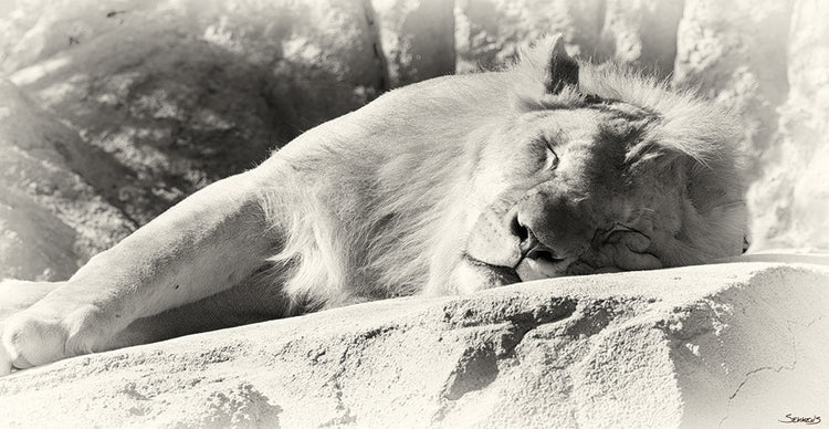 B&W Sleeping Lion