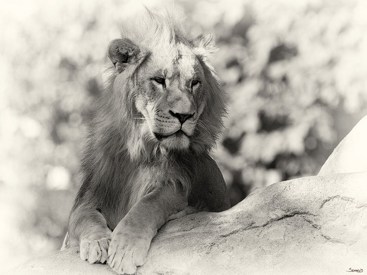 B&W Lion
