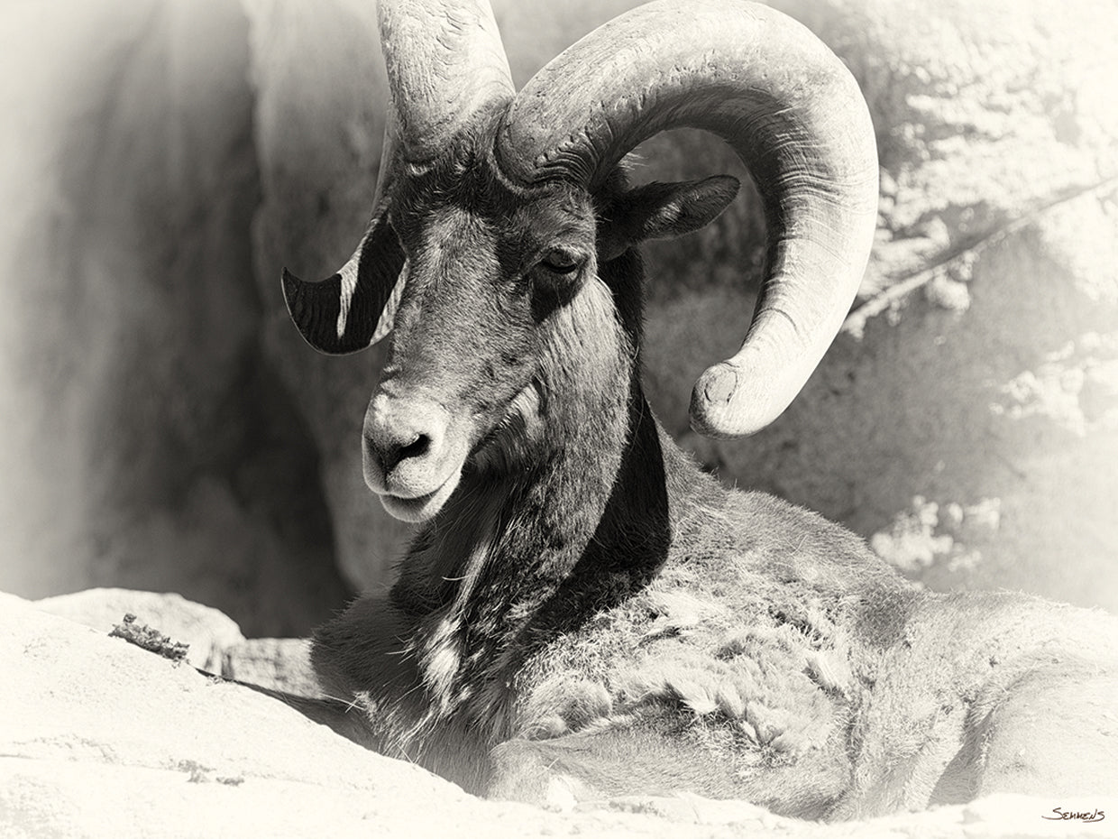 B&W Goat