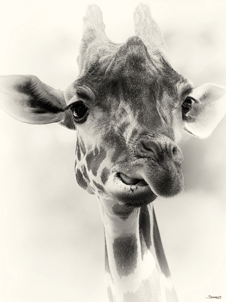 B&W Giraffe