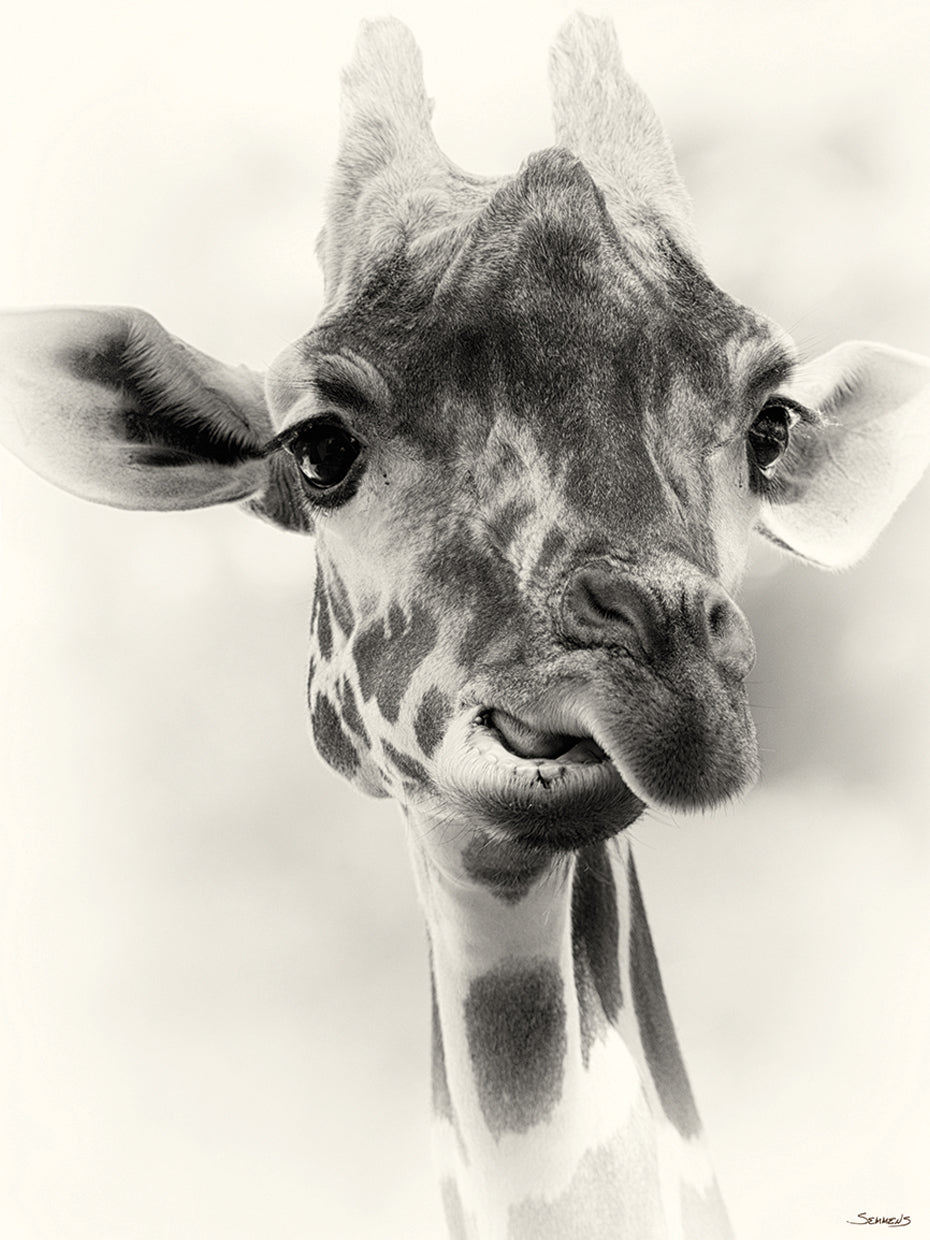 B&W Giraffe