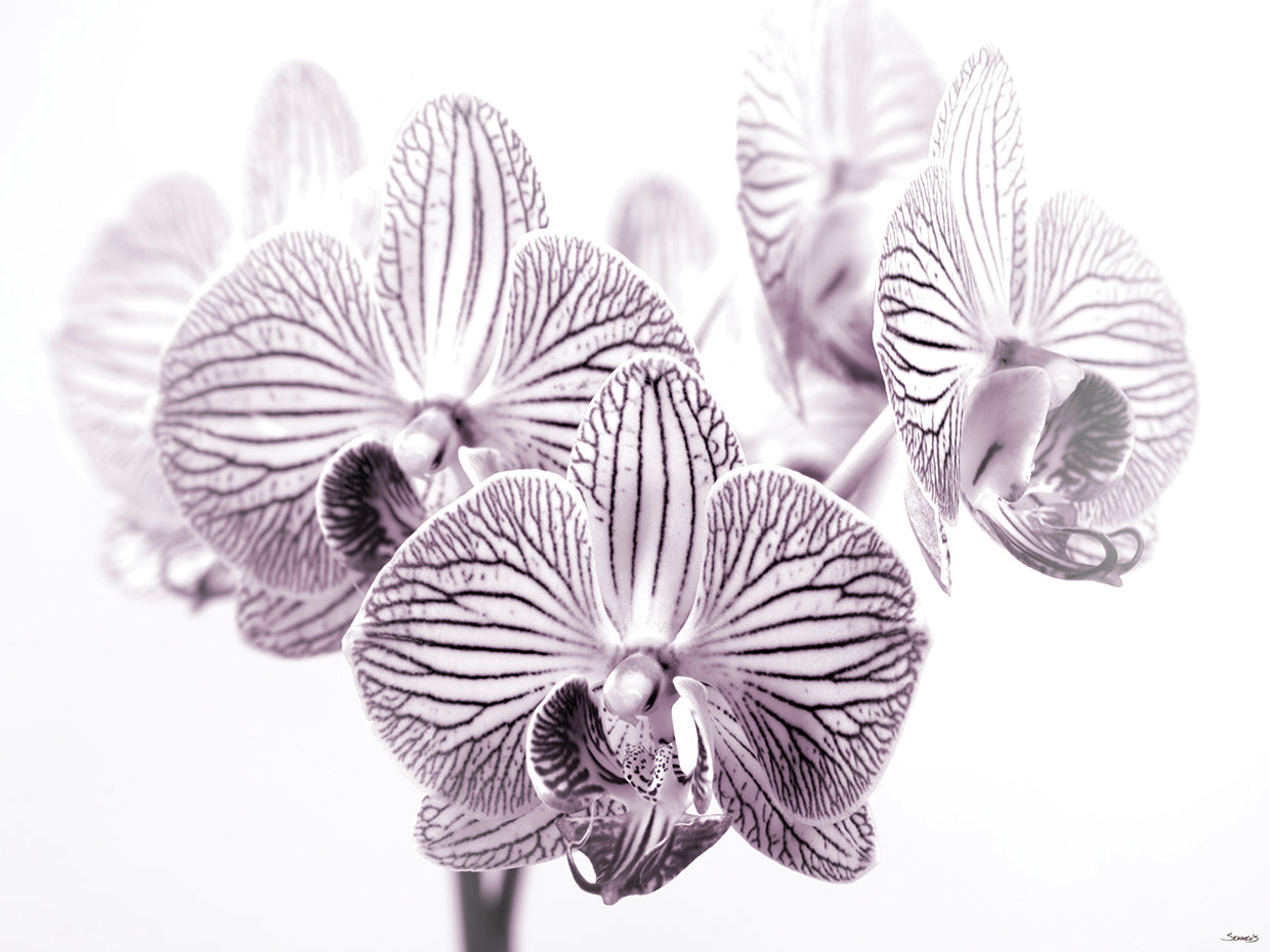 Purple and White Orchid # 1