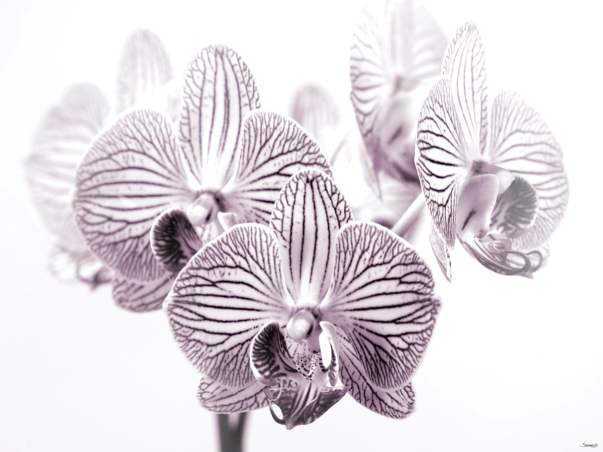 Purple and White Orchid # 1