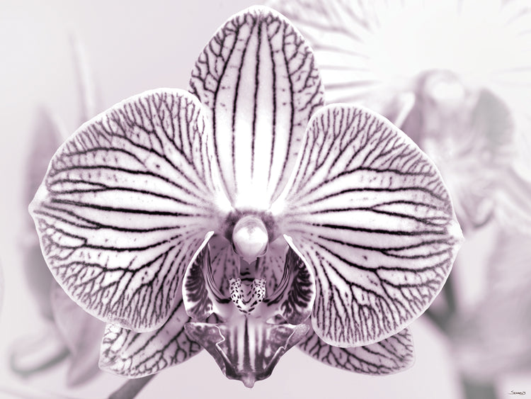 Purple and White Orchid # 2