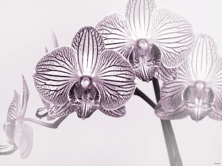 Purple and White Orchid # 3