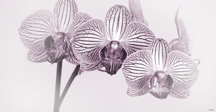 Orchid