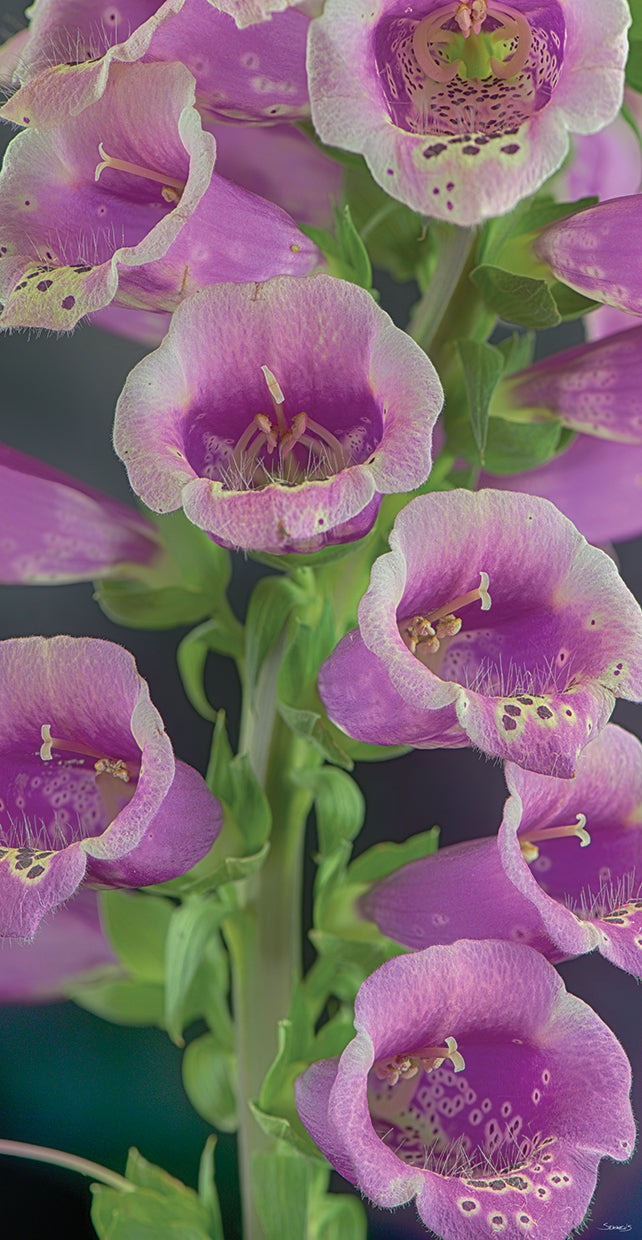 digitalis-04-gordon-semmens