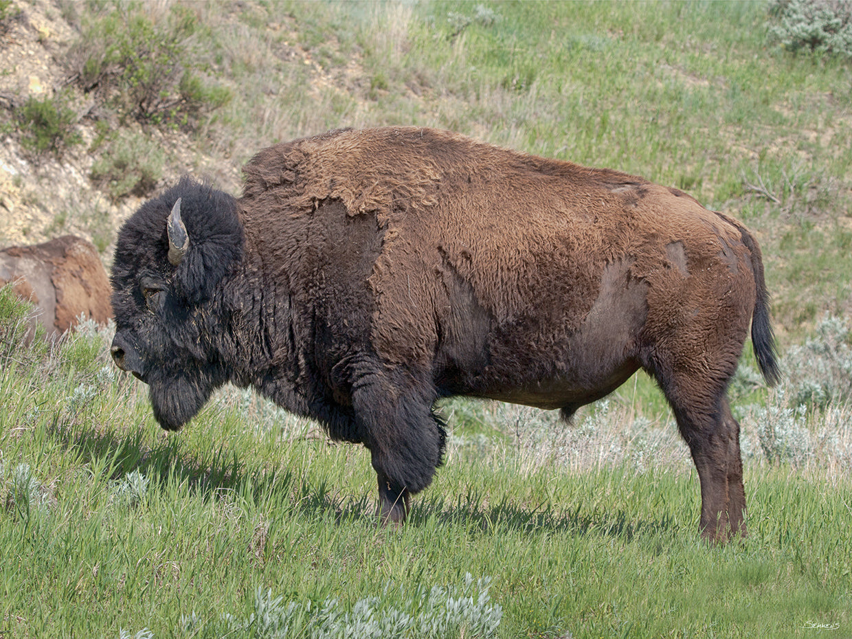 Bison of the Badlands 04