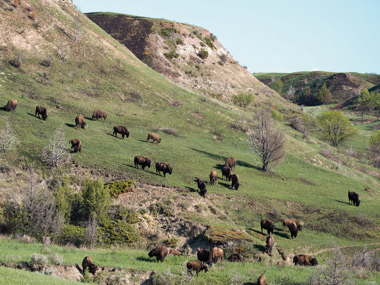 Bison of the Badlands 05