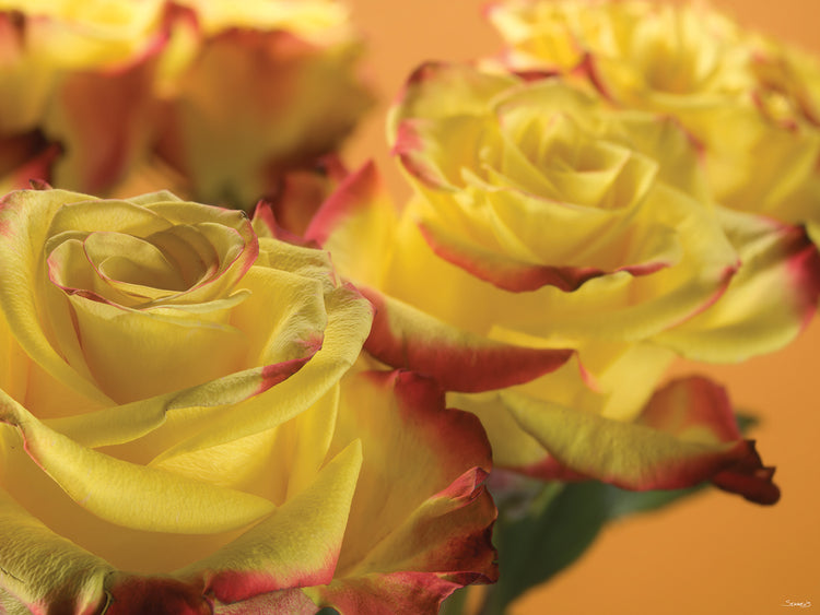 Yellow and Red Rose 04