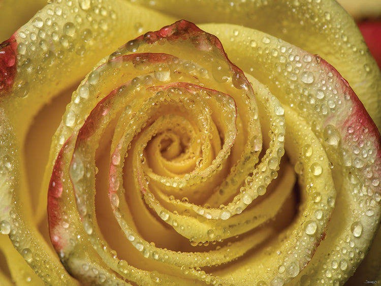 Yellow and Red Rose 12