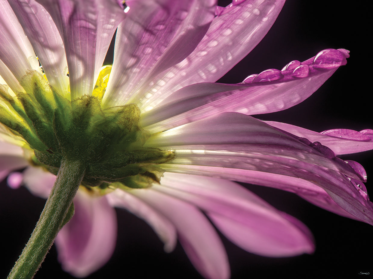 Beneath the Daisies 01