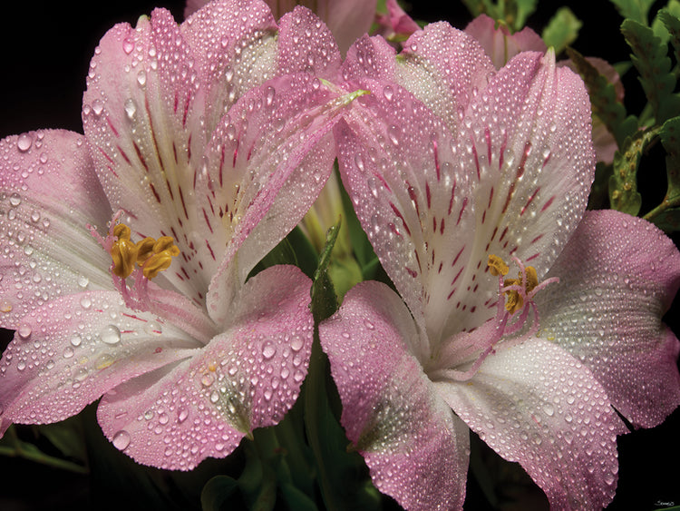 Pink Alstroemerias 04