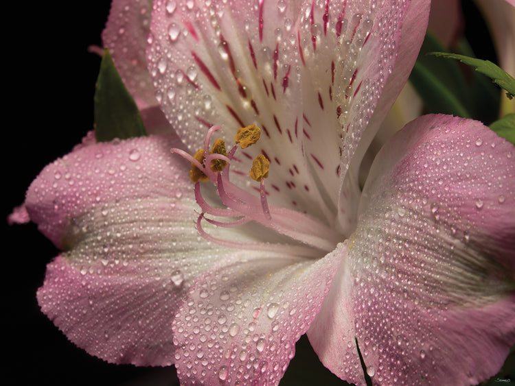 Pink Alstroemerias 05