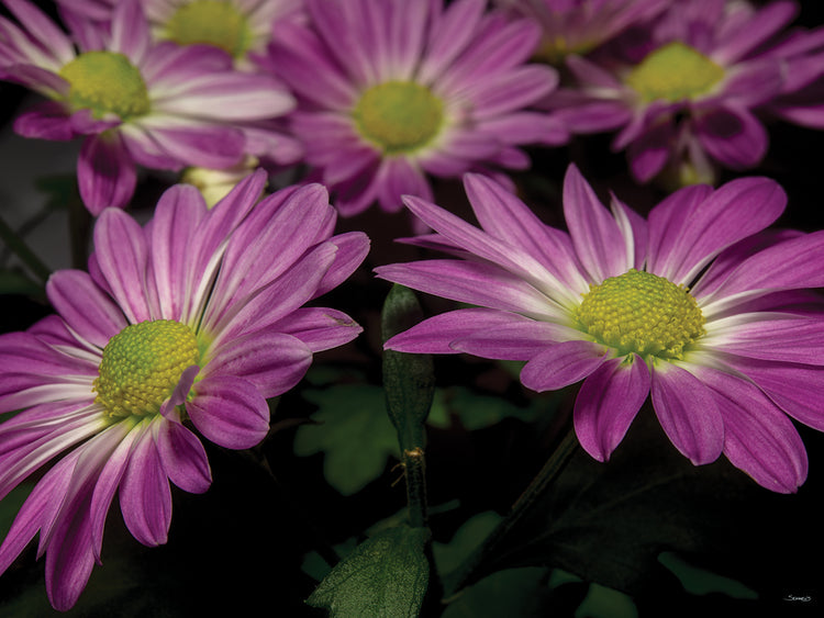 Pink Daisies 01