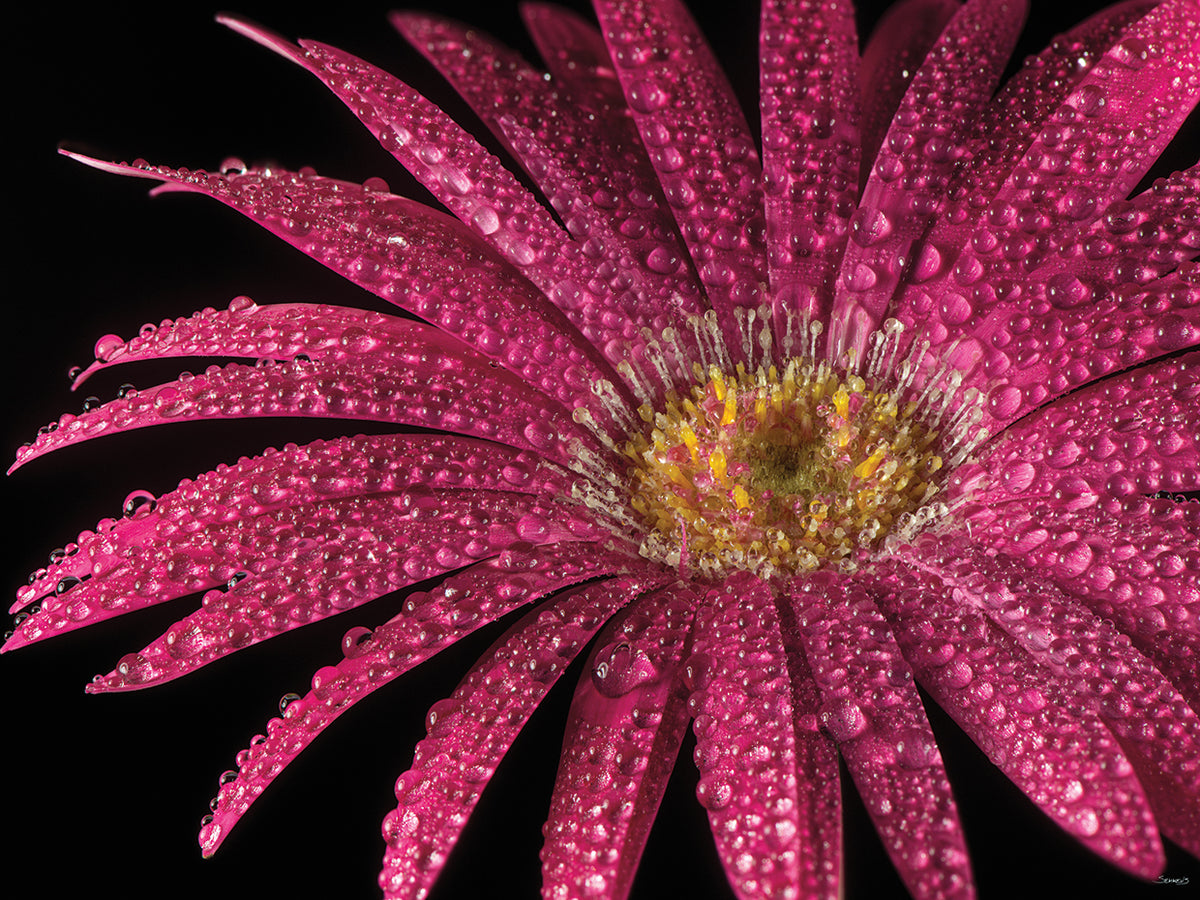 Flower-2018.20