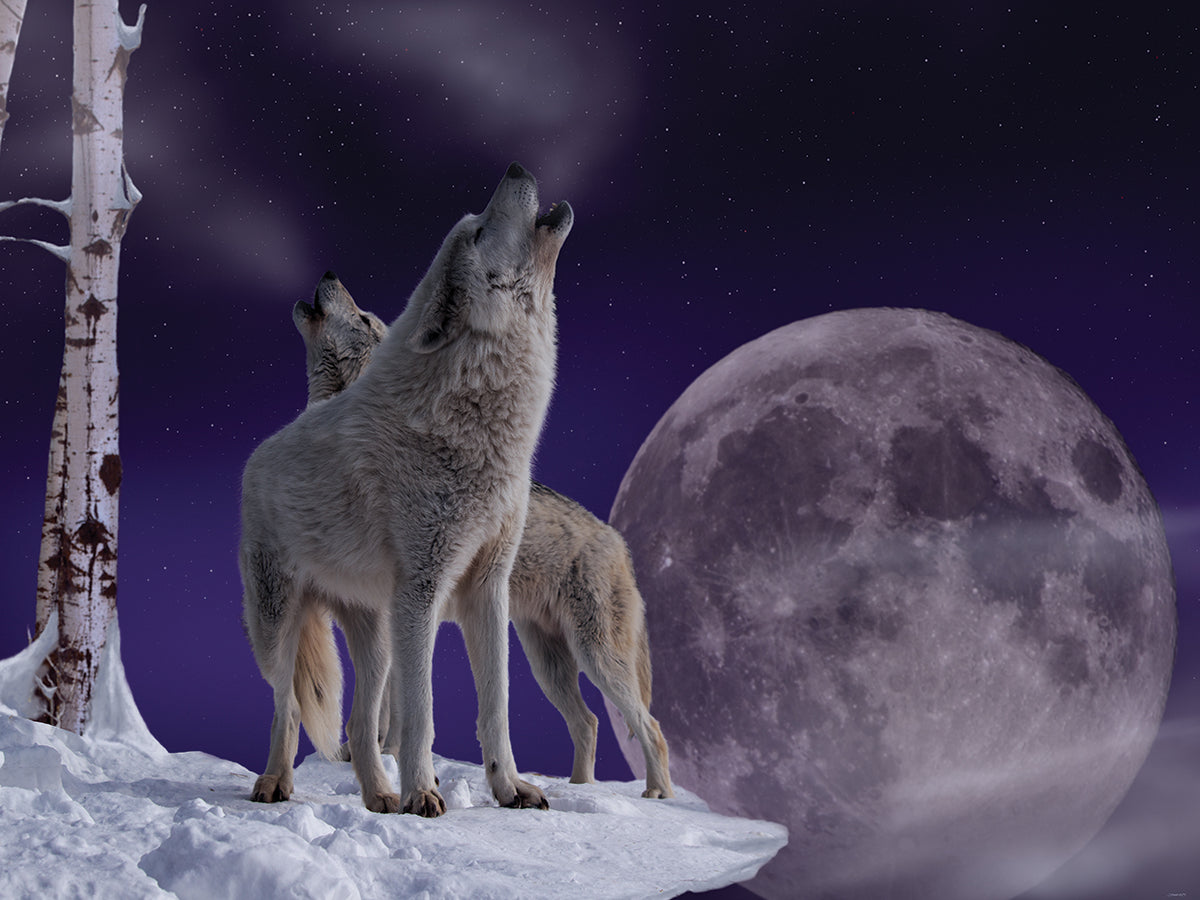 Cold Moon Rising
