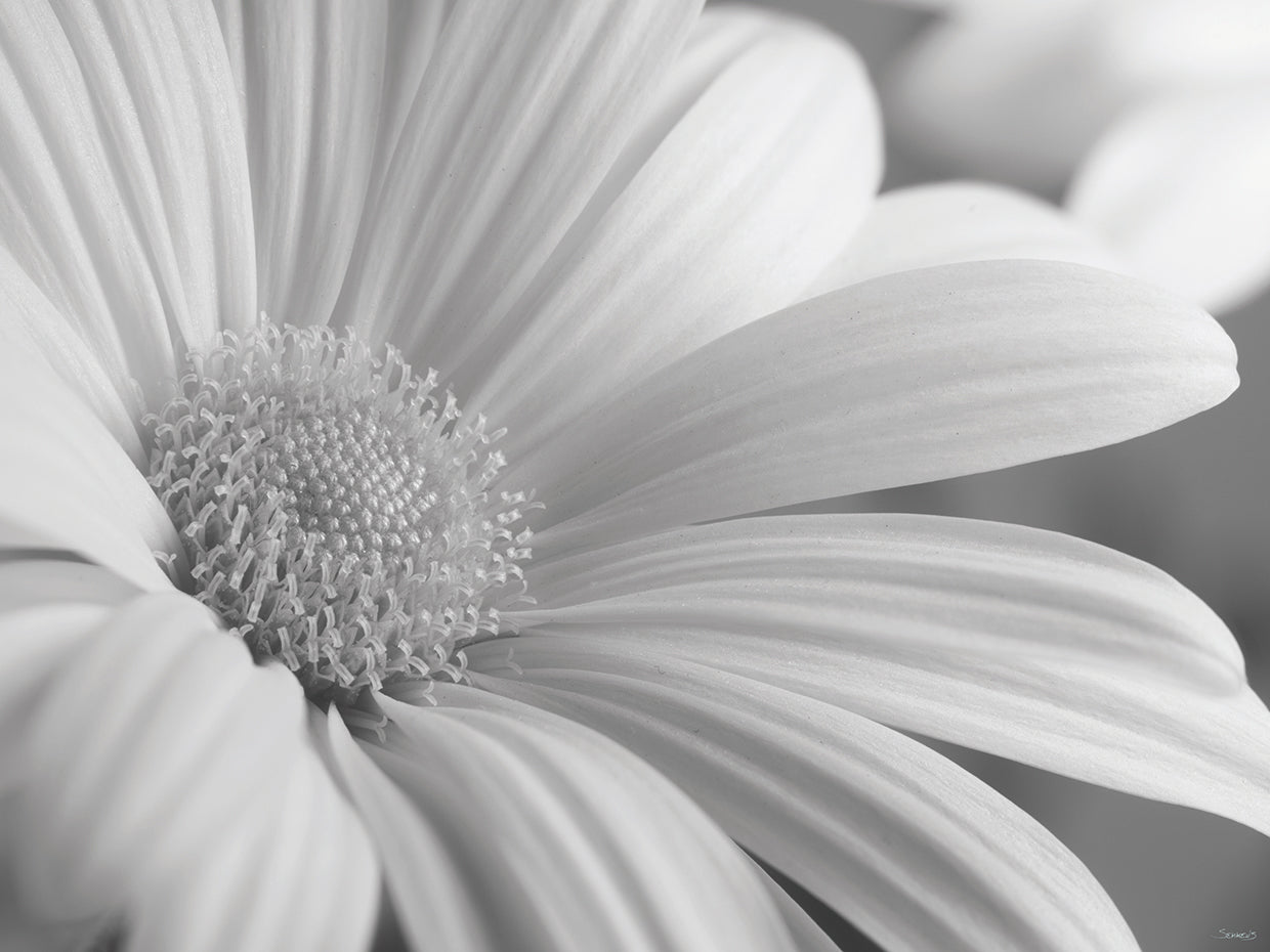 White Daisy B&W-01