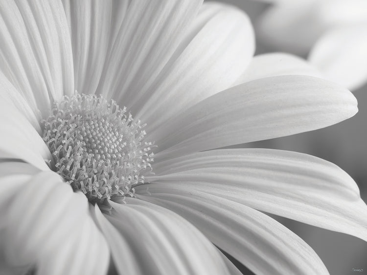 White Daisy B&W-01