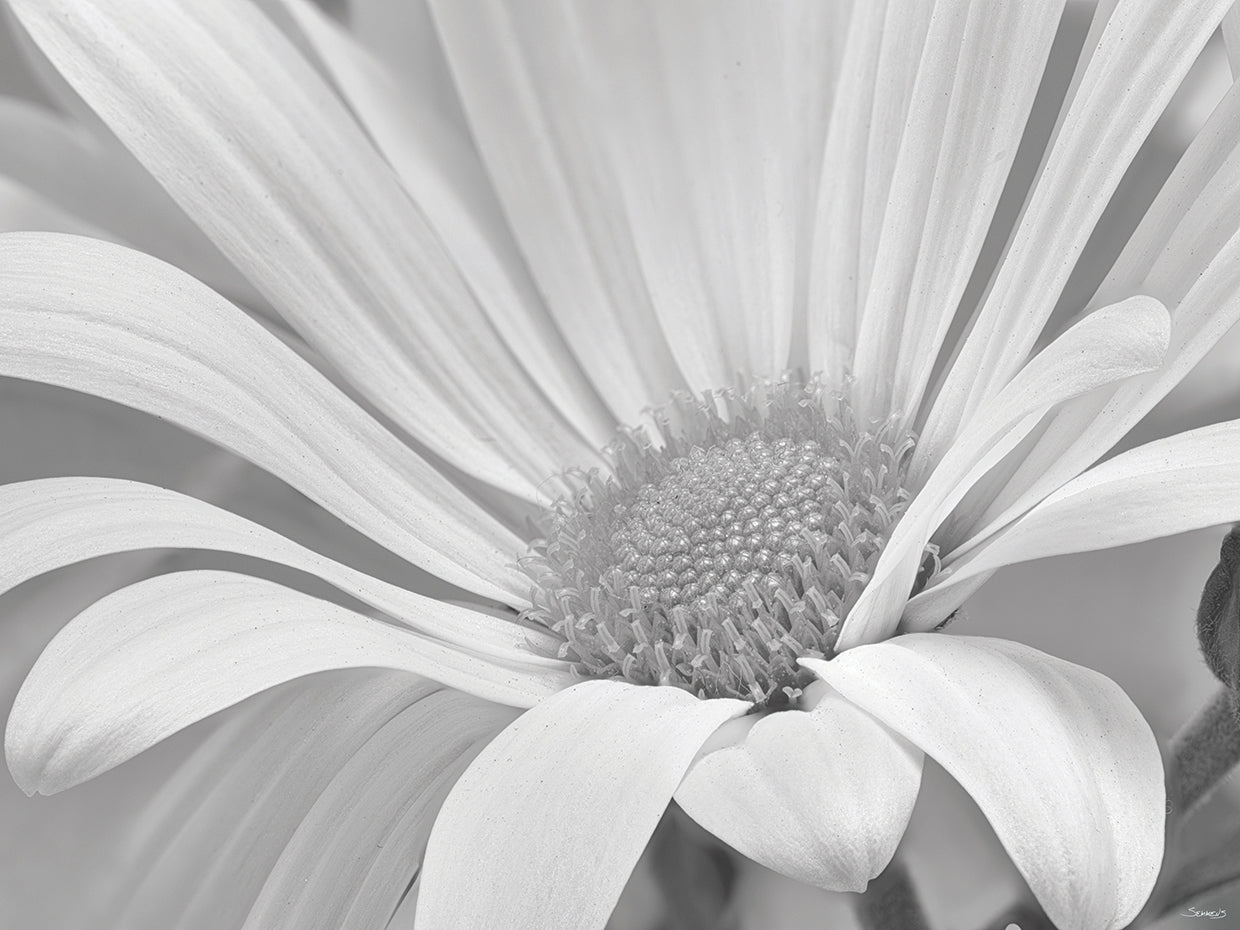 White Daisy B&W-02