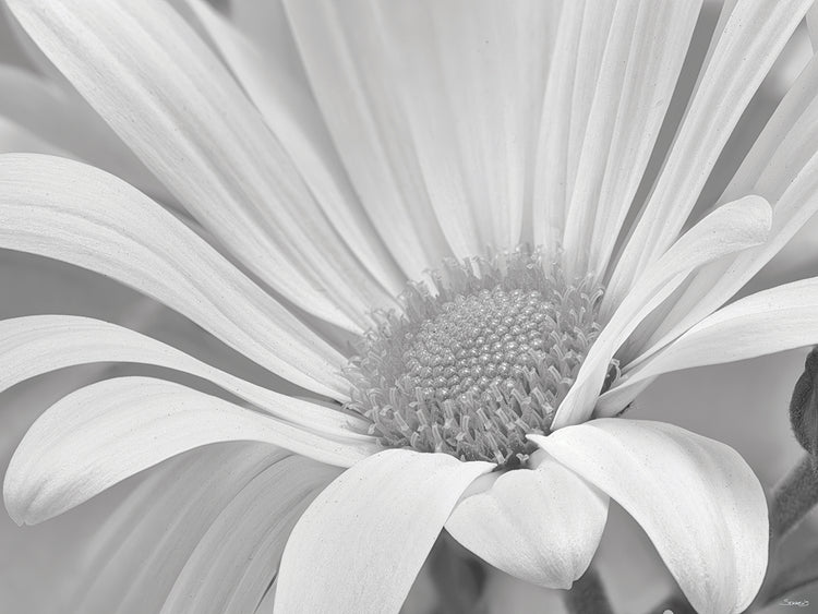 White Daisy B&W-02